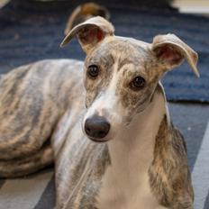 Whippet Daisy