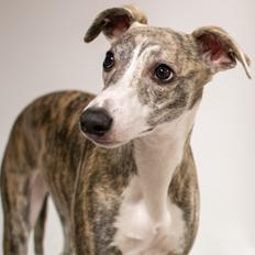 Whippet Daisy