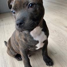 Staffordshire bull terrier Pablo