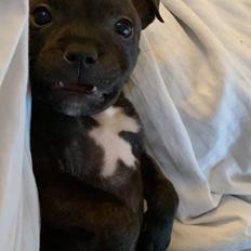 Staffordshire bull terrier Pablo