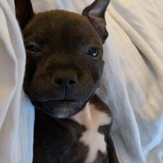 Staffordshire bull terrier Pablo