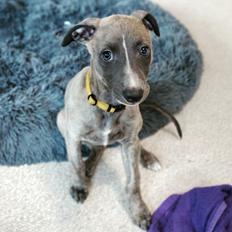 Whippet MeepMeep