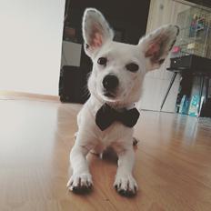 Blanding af racer Stampe