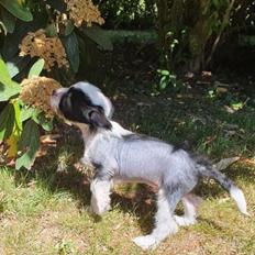 Chinese crested hårløs Sully