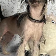 Chinese crested hårløs Sully