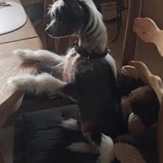 Chinese crested hårløs Sully