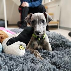 Whippet MeepMeep