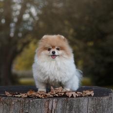 Pomeranian High Fly First Win Then Parti (Siggi)