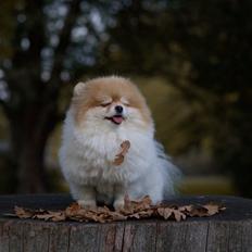 Pomeranian High Fly First Win Then Parti (Siggi)