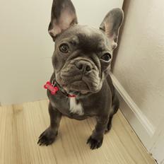 Fransk bulldog Bella