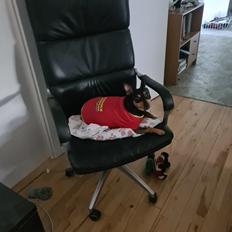 Dvaergpinscher stella