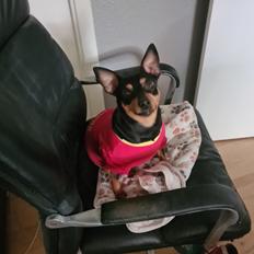 Dvaergpinscher stella