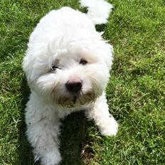 Coton de tulear Napoleon Louis