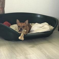 Blanding af racer Fie