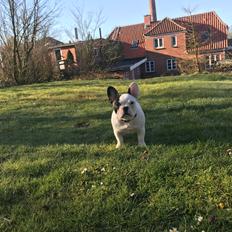 Fransk bulldog Fister