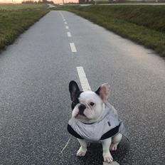 Fransk bulldog Fister