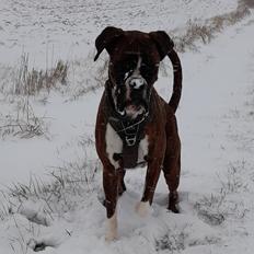 Boxer Argos