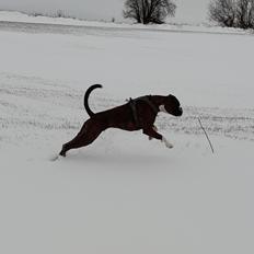 Boxer Argos