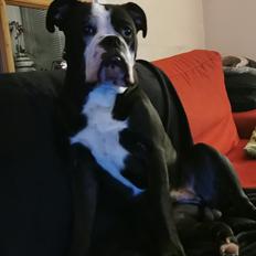 Olde english bulldogge Bonzo 