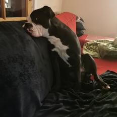 Olde english bulldogge Bonzo 