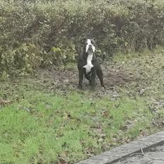 Olde english bulldogge Bonzo 