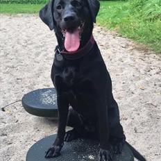 Labrador retriever Tesla (Lab Showtime's Tsunami)
