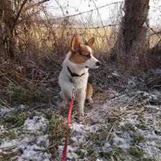 Welsh corgi pembroke Wylie Nohea Kanoa