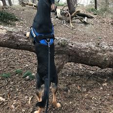 Blanding af racer Arthur 