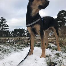 Blanding af racer Arthur 