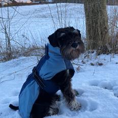 Dvaergschnauzer Viggo 