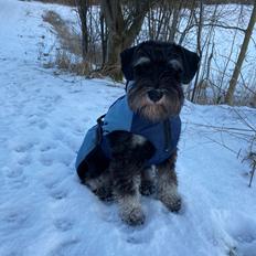 Dvaergschnauzer Viggo 