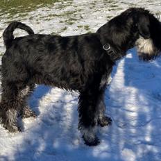 Dvaergschnauzer Viggo 