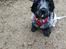 Cocker spaniel Cookie - 10 uger