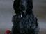 Cocker spaniel Cookie