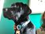 Labrador retriever Balder