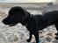 Labrador retriever Balder
