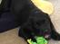 Labrador retriever Balder