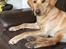 Labrador retriever Lupa