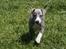 Whippet Daisy - 7 uger gammel