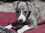 Whippet Daisy - 7 uger gammel