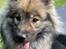 Eurasier Zelda