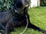 Labrador retriever Max (16.06.2008 - 10.06.2020)