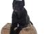 Cane corso Batman 