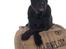 Cane corso Batman 
