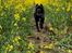 Cane corso Batman 