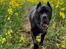 Cane corso Batman 