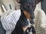 Blanding af racer Abbi portugisisk gadehund