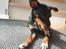 Blanding af racer Abbi portugisisk gadehund