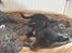 Blanding af racer Abbi portugisisk gadehund