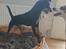 Blanding af racer Abbi portugisisk gadehund